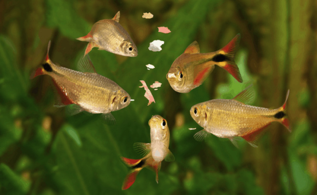 Review 5 loại thức ăn cho cá hữu ích cho sự tăng trưởng và phát triển của cá
