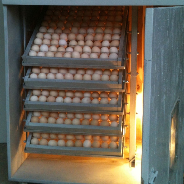 review top 5 máy ấp trứng gà có tỷ lệ ấp thành công cao nhất