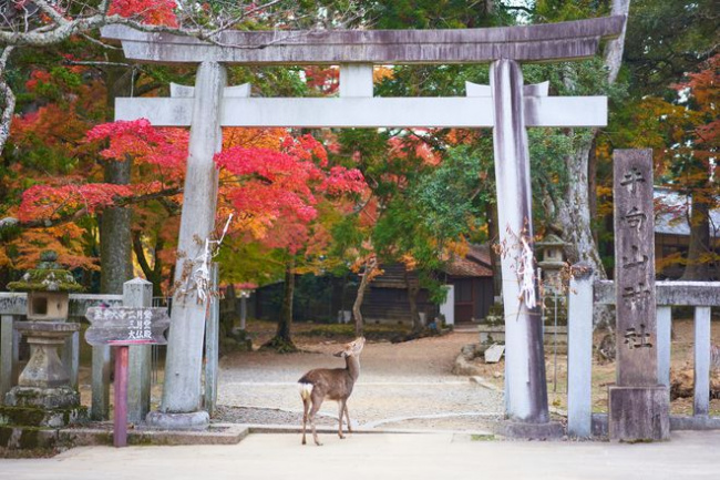 Tour Nhật Bản cao cấp qua 5 thành phố đẹp nhất xứ anh đào