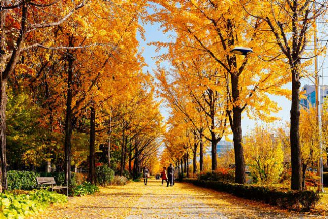 Du lịch Seoul mùa thu và những cảnh sắc 