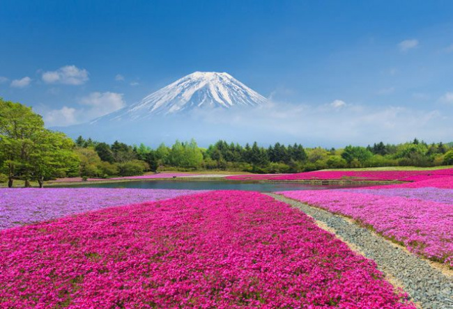 Tour du lịch Nhật Bản tháng 6 - Rực rỡ sắc hoa