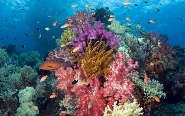 nha trang, đà nẵng, côn đảo, việt nam, top 7 điểm lặn biển ngắm san hô  tuyệt đẹp ở việt nam