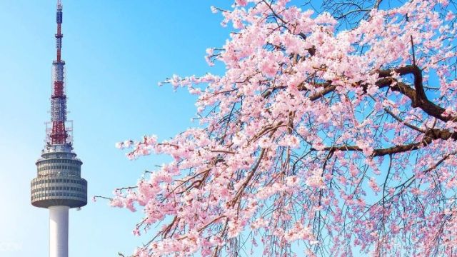 Ngắm hoa anh đào Hàn Quốc: khi nào và ở đâu?