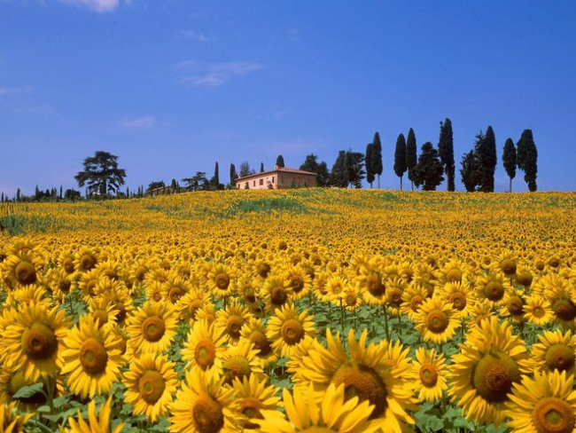 châu âu, du lịch nước tuscany ý: 7 ngày tự lái xe quanh đồng quê