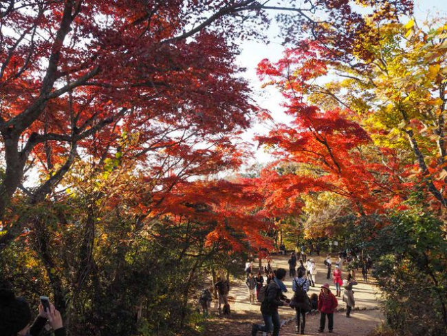 nhật bản, châu á, ngắm mùa lá đỏ lãng mạn ở 10 địa điểm đẹp nhất nhật bản