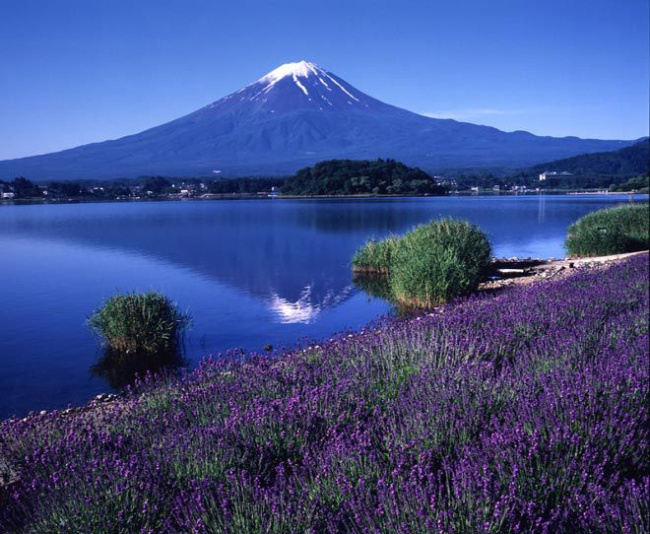 osaka, kyoto, tokyo, nhật bản, châu á, tour du lịch nhật bản tháng 7 với cánh đồng hoa đầy lãng mạn