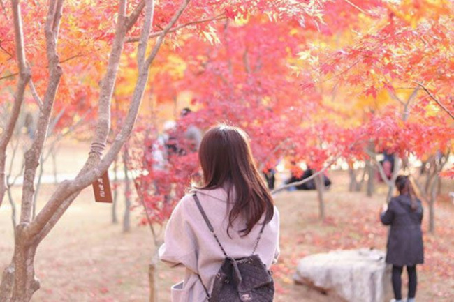 Tour du lịch Hàn Quốc tháng 9 - mùa cây thay lá