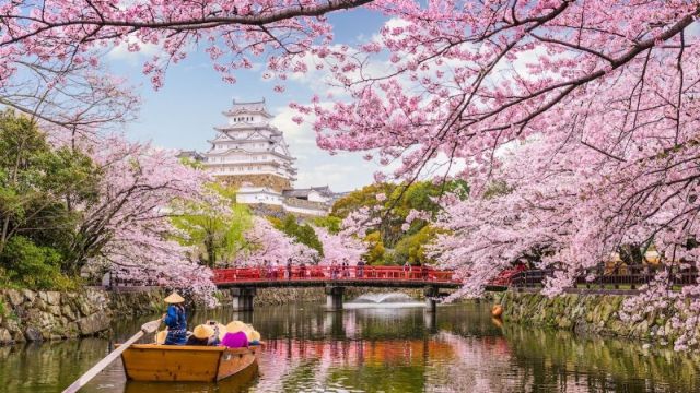 Khám phá vẻ đẹp của hoa anh đào ở Nhật Bản - ALONGWALKER