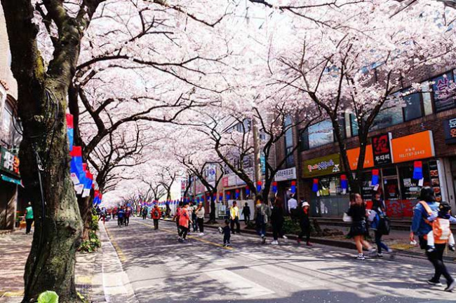 Top 9 tour du lịch Hàn Quốc tháng 4 để ngắm hoa Anh Đào rực rỡ