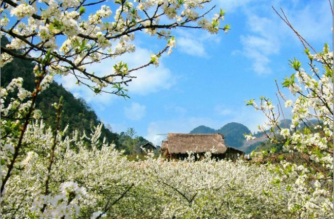 Top 7 địa điểm du lịch đầu xuân cực thú vị ở Việt Nam