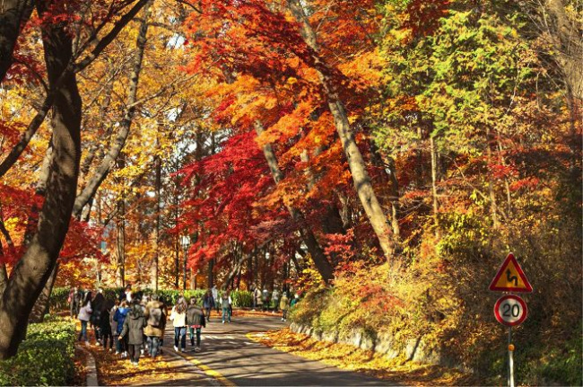 seoul, hàn quốc, châu á, du lịch mùa thu vàng - những điểm ngắm lá đẹp nhất seoul
