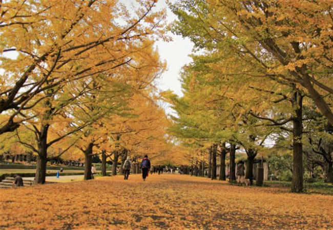 Cẩm nang du lịch Tokyo tháng 11 cho người đi lần đầu