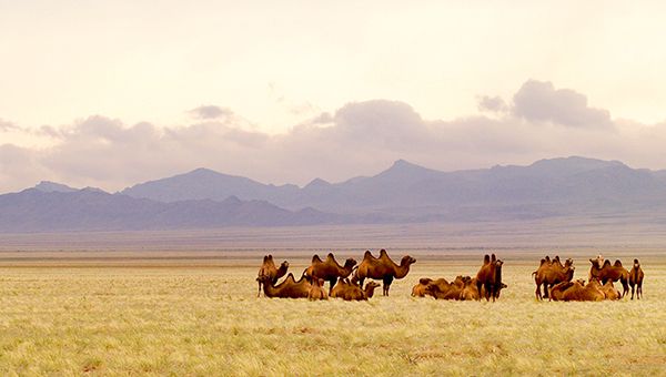 Trọn bộ kinh nghiệm du lịch Mông Cổ