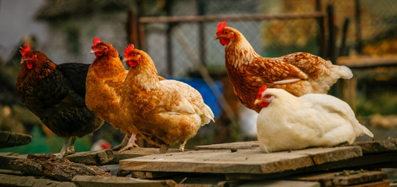 Chi tiết cách chọn mua gà sống ngon cho bữa cơm gia đình