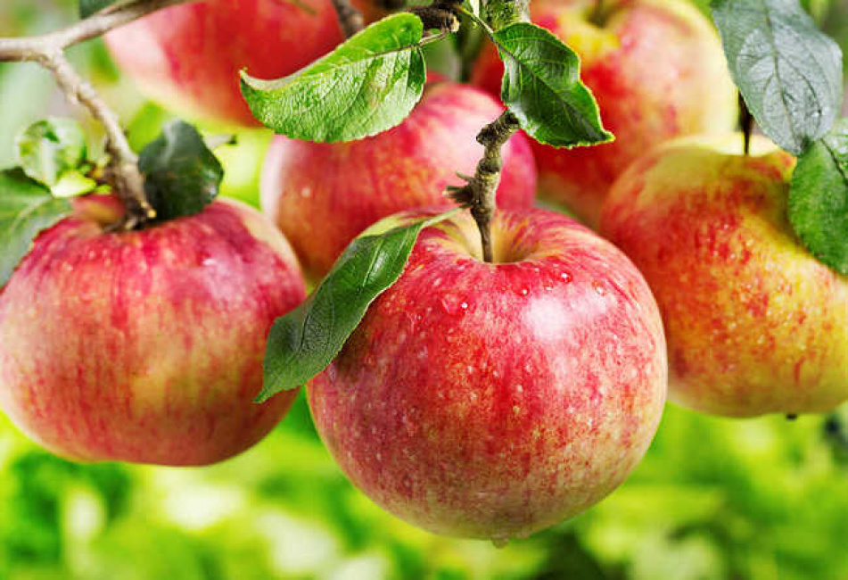15+ Tác dụng của táo đối với sức khỏe khi ăn thường xuyên