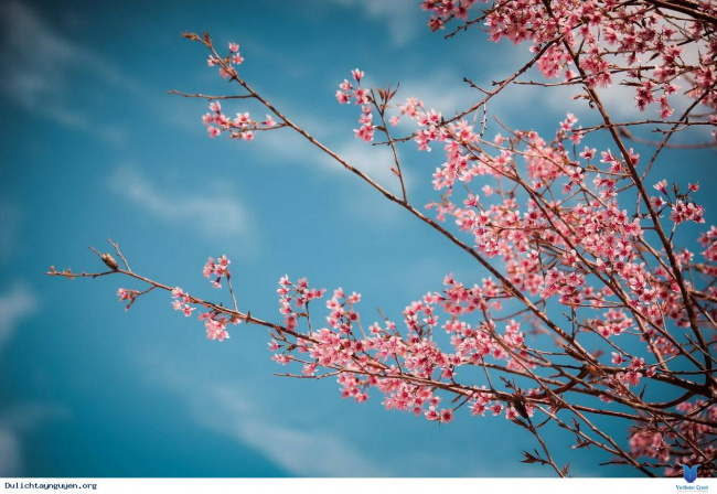Xuân Tây Nguyên 2019 – rộn ràng những sắc hoa