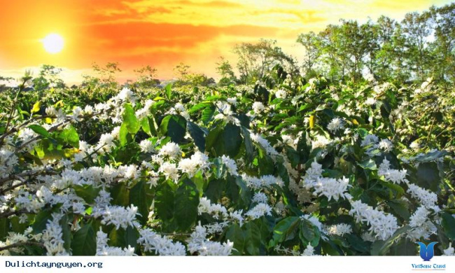 top ảnh đẹp mùa hoa cà phê nở ở tây nguyên, top ảnh đẹp mùa hoa cà phê nở ở tây nguyên