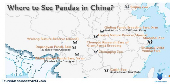 Khám phá Gấu Trúc ở Trung Quốc
