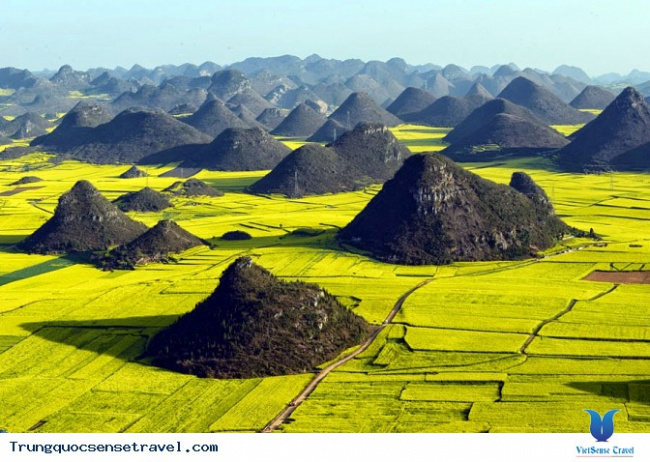Những cánh đồng hoa cải vàng rộm đẹp nhất Trung Quốc