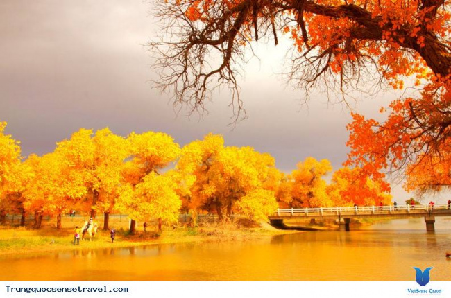 ngắm nhìn rừng vàng biển đỏ với mùa thu vàng ở trung quốc, điểm hẹn 2018