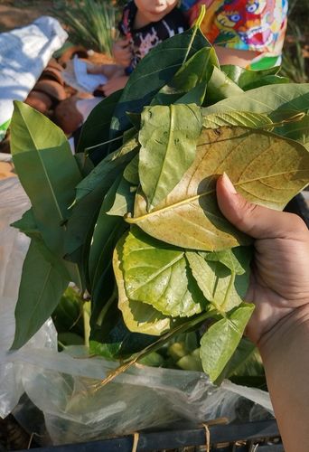 kỳ lạ phiên chợ ẩm thực ở tây ninh: dùng lá cây thay tiền, mỗi năm chỉ mở 1 lần