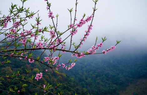 Mộc Châu – Cao nguyên nở hoa