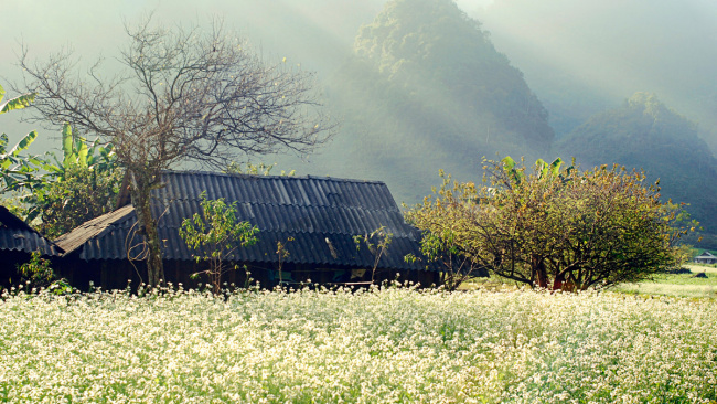 Vẻ đẹp của thảo nguyên xanh Mộc Châu