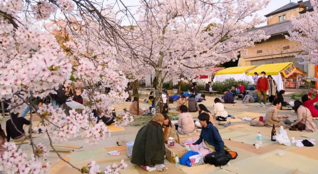 , lễ hội hoa anh đào hanami (nhật bản) có gì thú vị?