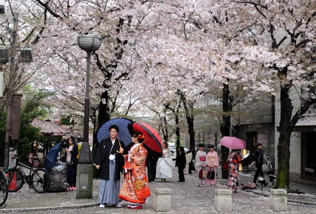 , lễ hội hoa anh đào hanami (nhật bản) có gì thú vị?