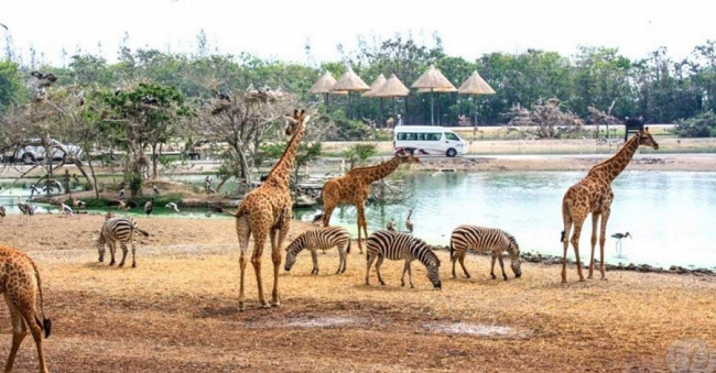 Hướng dẫn khám phá Safari World - Vườn thú mở nổi tiếng Thái Lan