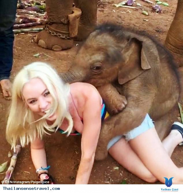 Chú voi con thân thiện nhất Thái Lan