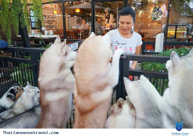 Yêu động vật thì phải ghé qua những quán cafe thú cưng này ở Bangkok