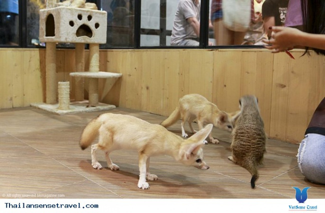 yêu động vật thì phải ghé qua những quán cafe thú cưng này ở bangkok