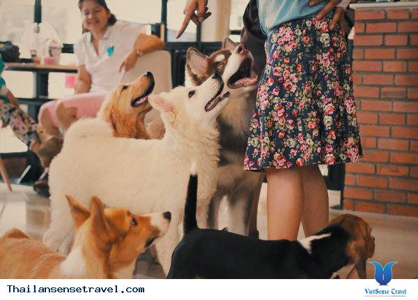 yêu động vật thì phải ghé qua những quán cafe thú cưng này ở bangkok