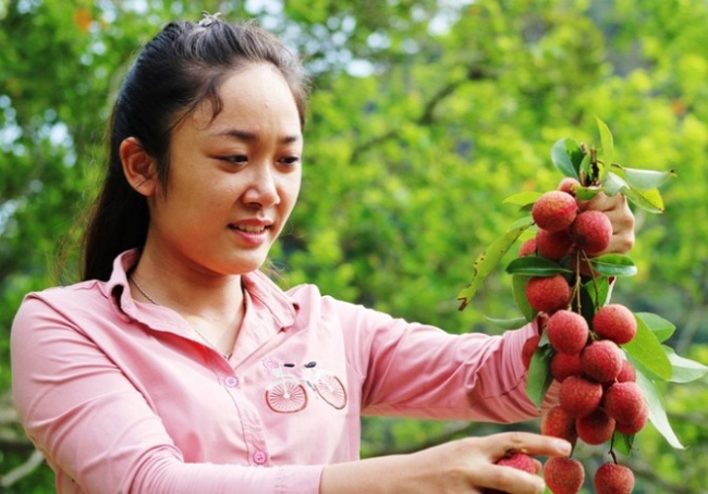 ngạc nhiên trước rừng vải cổ thụ giữa đảo cát bà