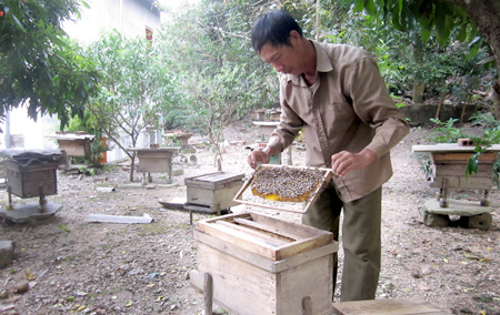 Đặc sản mật ong – du lịch Cát Bà