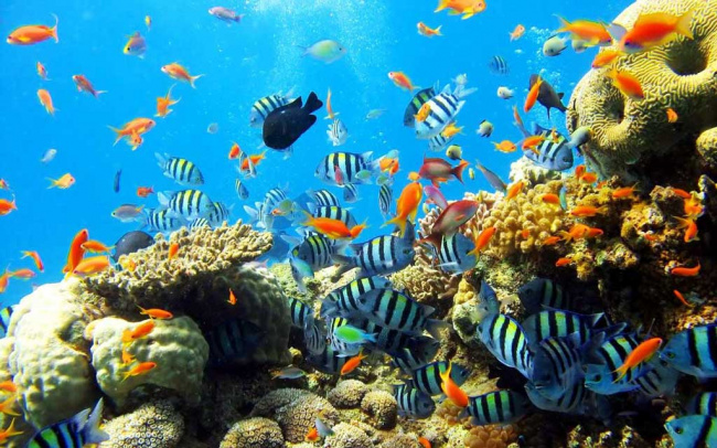 Top 5 địa điểm lặn biển đẹp nhất tại Việt Nam.