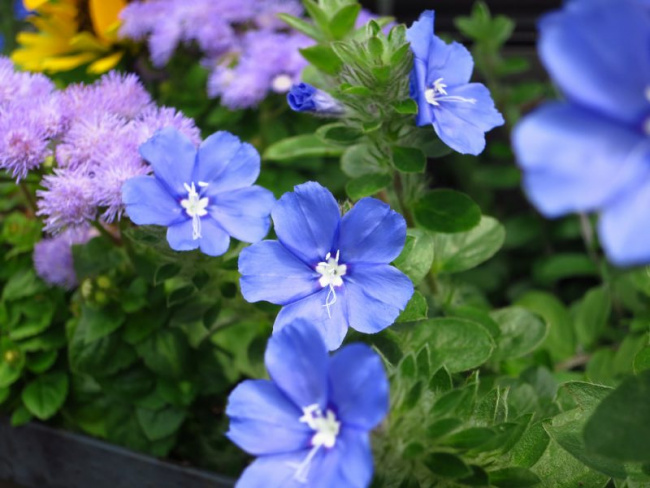 Top 10 loài hoa màu xanh dương siêu đẹp