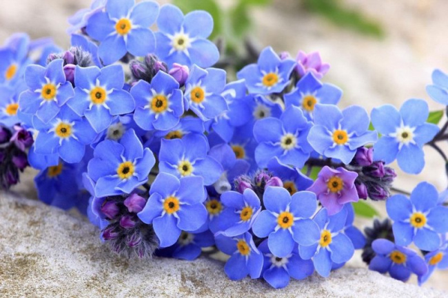 top 10 loài hoa màu xanh dương siêu đẹp