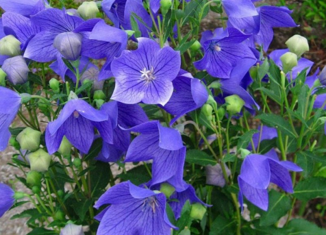 top 10 loài hoa màu xanh dương siêu đẹp