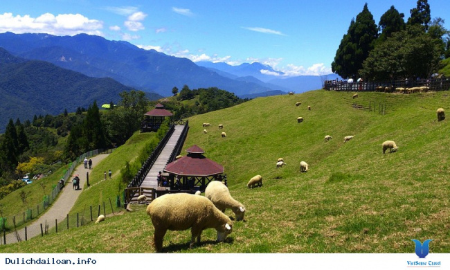 Thăm Cingjing Farm- Một Thụy Sĩ Thu Nhỏ Giữa Lòng Đài Loan