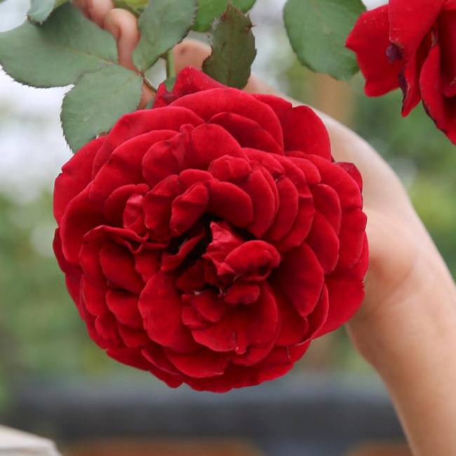 Top 20 giống hoa hồng đẹp nhất tại Việt Nam