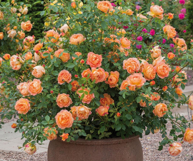 top 20 giống hoa hồng đẹp nhất tại việt nam