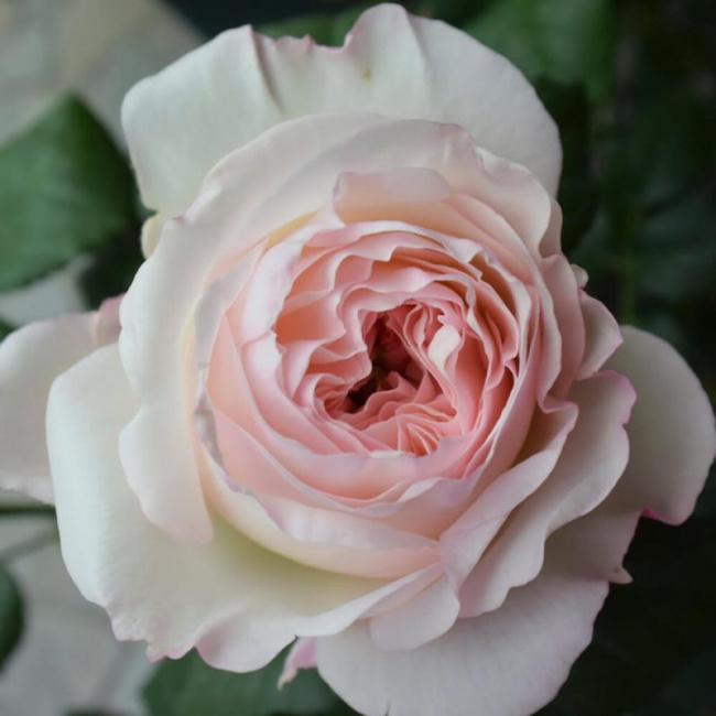 top 20 giống hoa hồng đẹp nhất tại việt nam