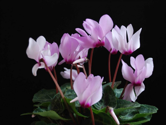 Top 10 loài hoa nở về đêm đẹp tuyệt - ALONGWALKER