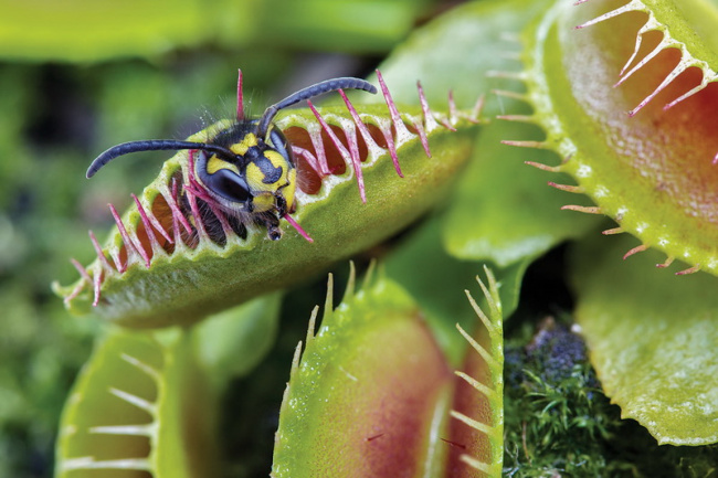 top 10 loài thực vật vừa nguy hiểm vừa kỳ lạ còn tồn tại trên thế giới
