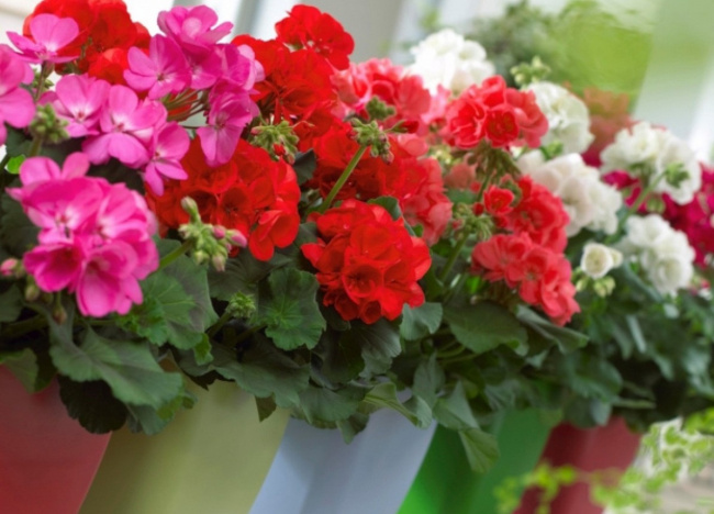 top 10 loài hoa trồng ban công chung cư đẹp và dễ sống nhất