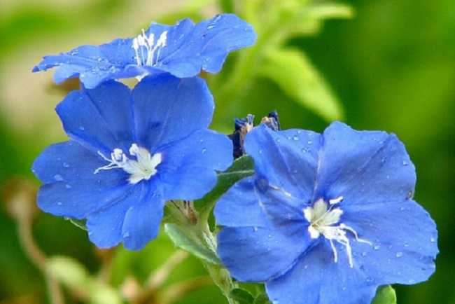 top 10 loài hoa trồng ban công chung cư đẹp và dễ sống nhất