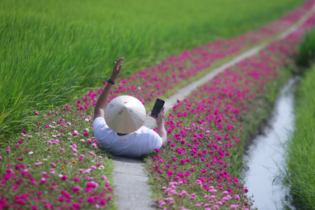 Con đường hoa mười giờ tuyệt đẹp ở Gò Công – Tiền Giang