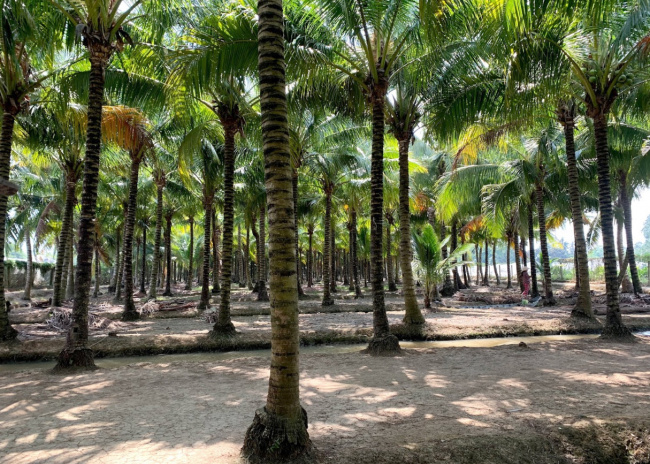 Vườn dừa Tân Lộc – Cần Thơ